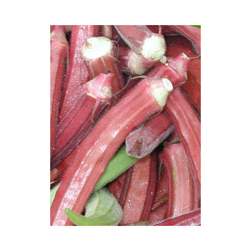 Okra RED Burgundy Great Heirloom Vegetable Seeds by Seed Kingdom (1/4 Lb Seeds)