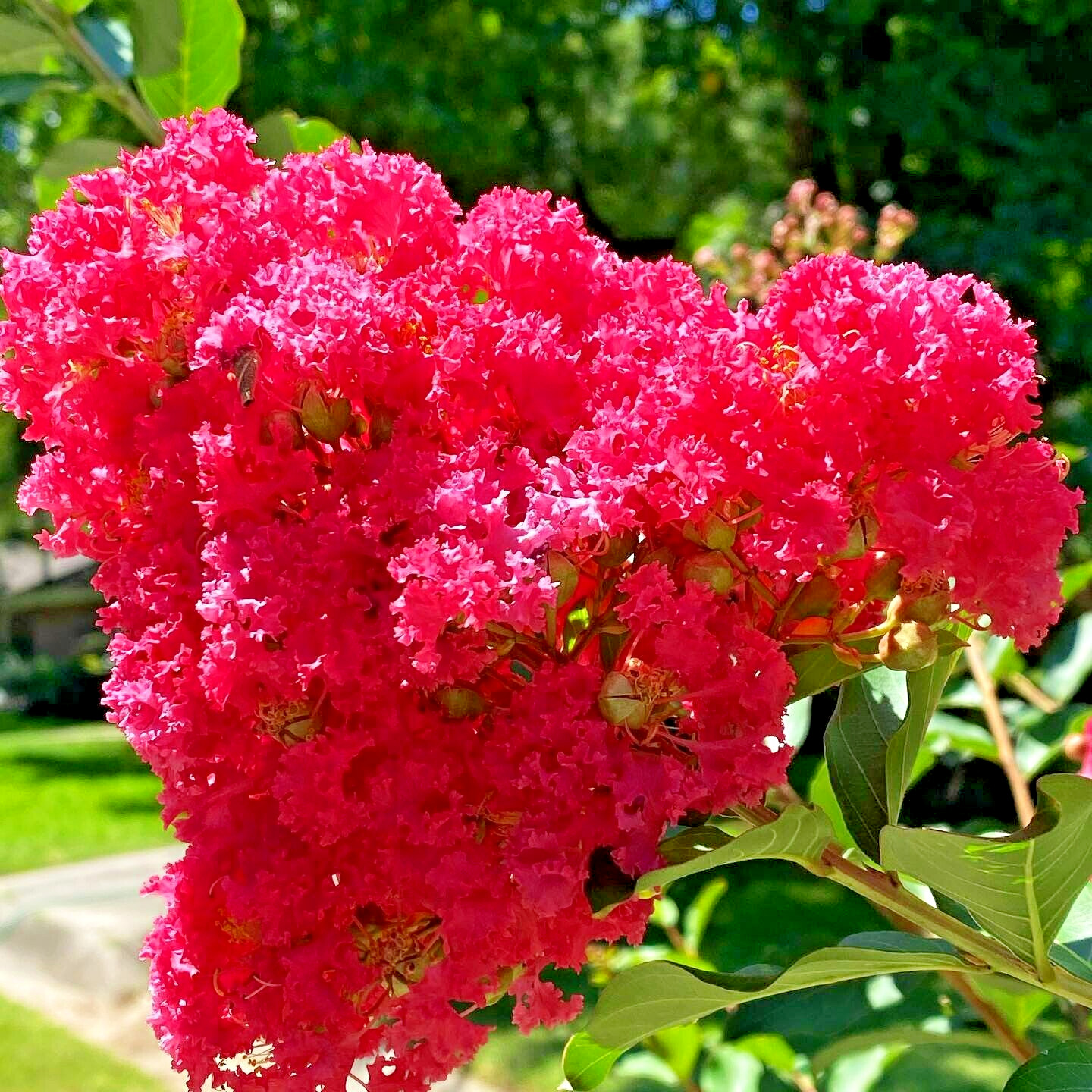 25 RASBERRY DWARF CREPE MYRTLE SEEEDS – Lagerstroemia indica