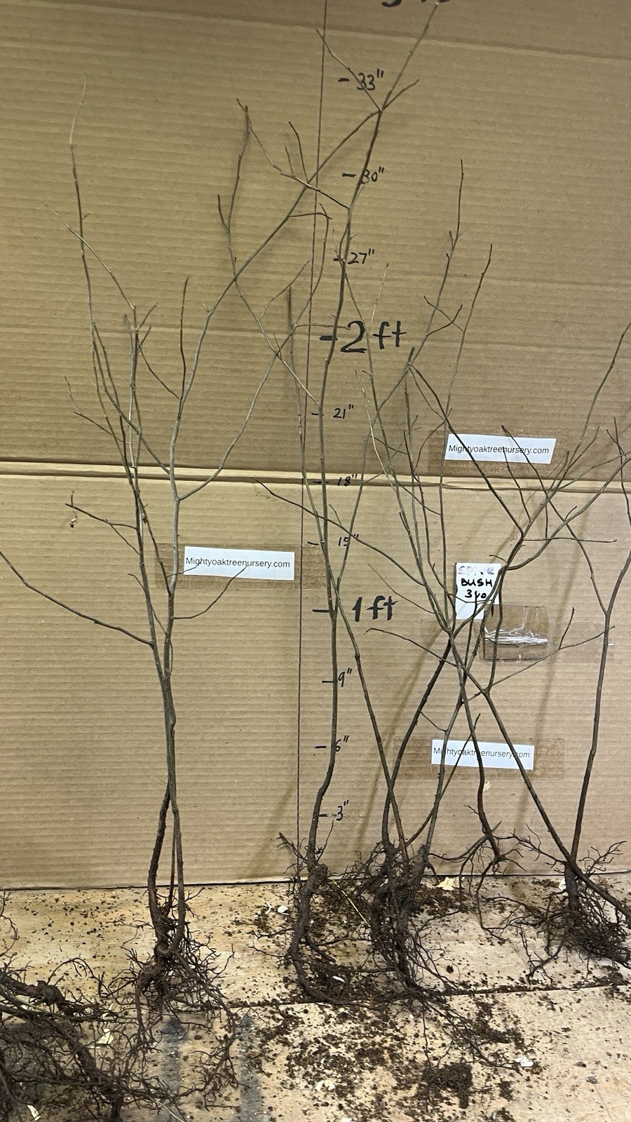 3 yo 2-3 ft tall Northern Spicebush plant (Lindera Benzoin) bare root
