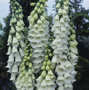 Digitalis purpurea alba 10,000 seeds
