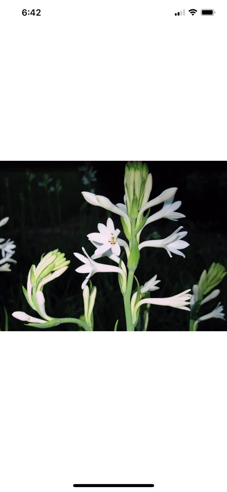 2 Bulbs 2/3 Baby’s Or+ S/M Mixed Rooted & Sprouted Tuberose Bulbs Ready To Plant