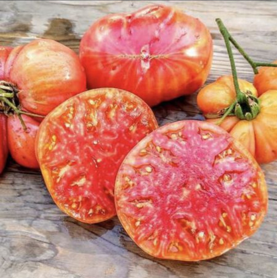 Hillbilly Tomato Seeds (30) / Florida / RARE / DELICIOUS / Indeterminate