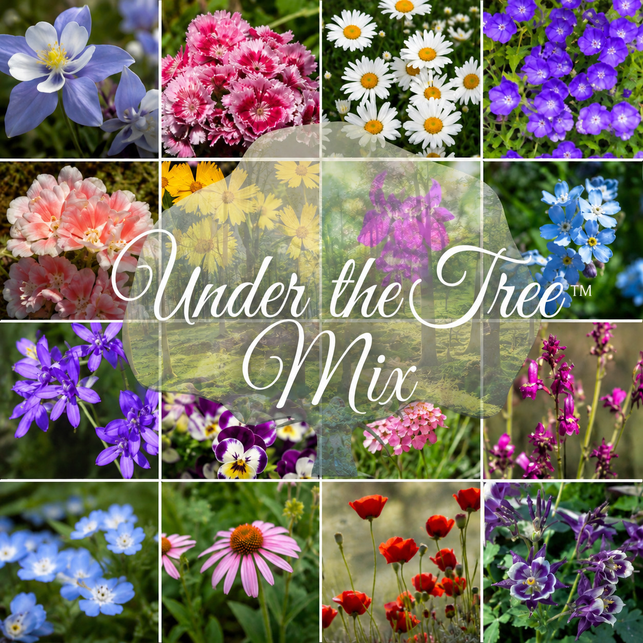 Under The Tree Woodland & Shade Wildflower Mix 8 ounces covers 1,600 square feet