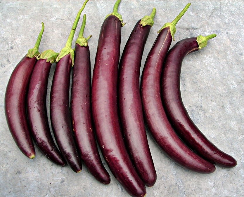 Long Purple Eggplant Seeds Box Garden Seeds LLC Heirloom Easy Grow