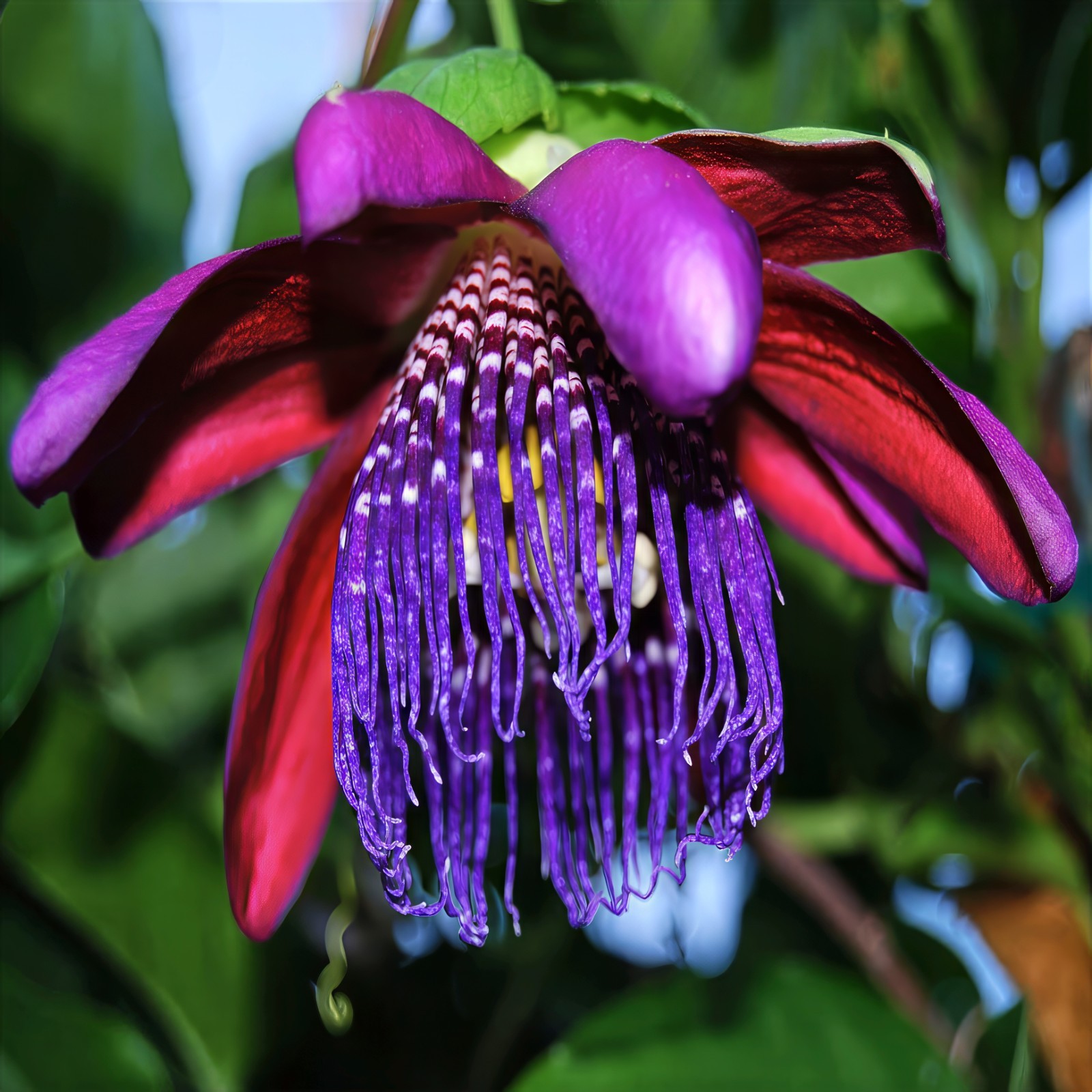 20 GIANT GRANADILLA SEEDS (Passiflora quadrangularis) Passionfruit Flower Plant