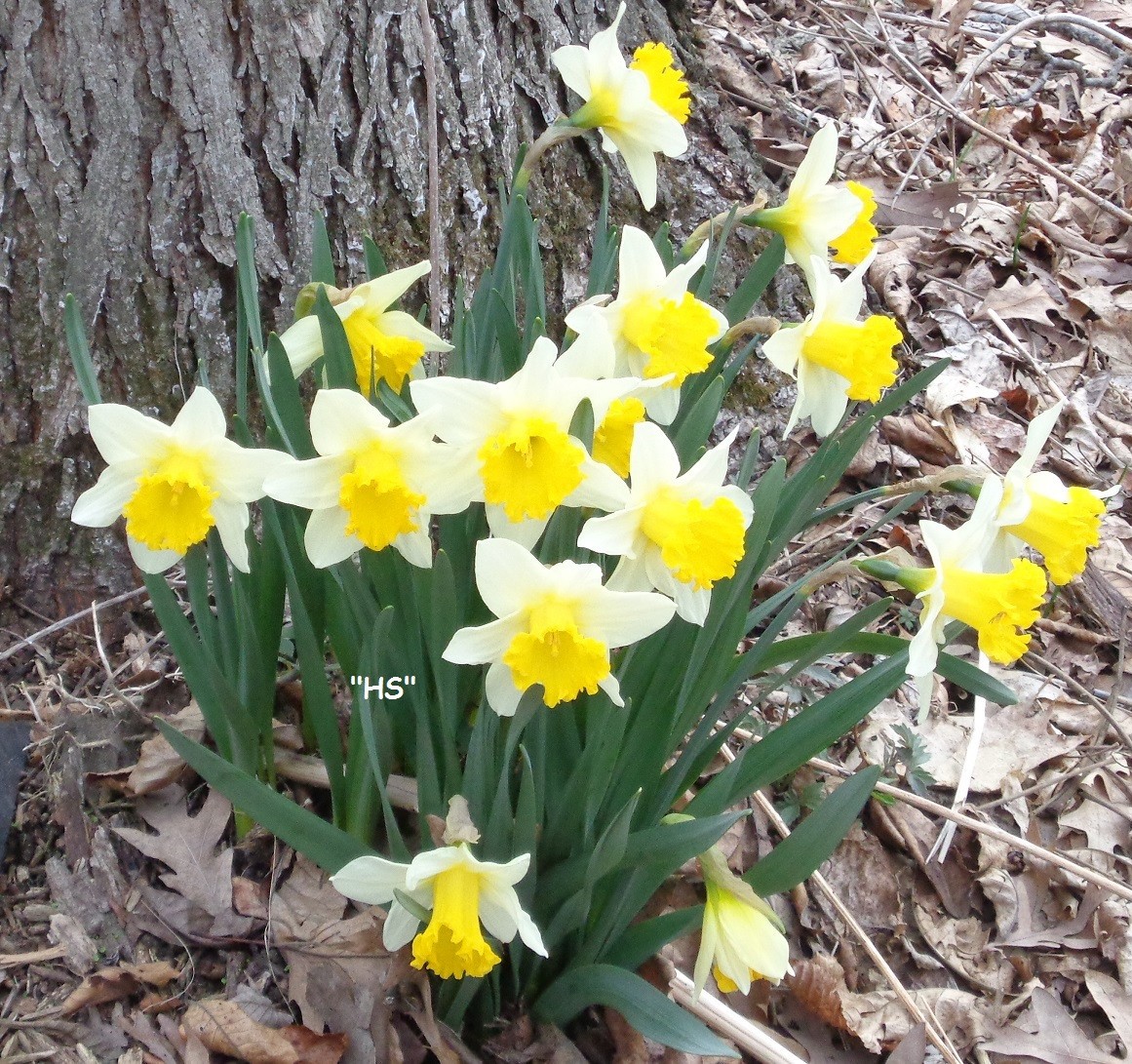 240 DAFFODIL BULBS 6 kinds incl Pink *PlsREAD* Narcissus Jonquils FromMyGarden