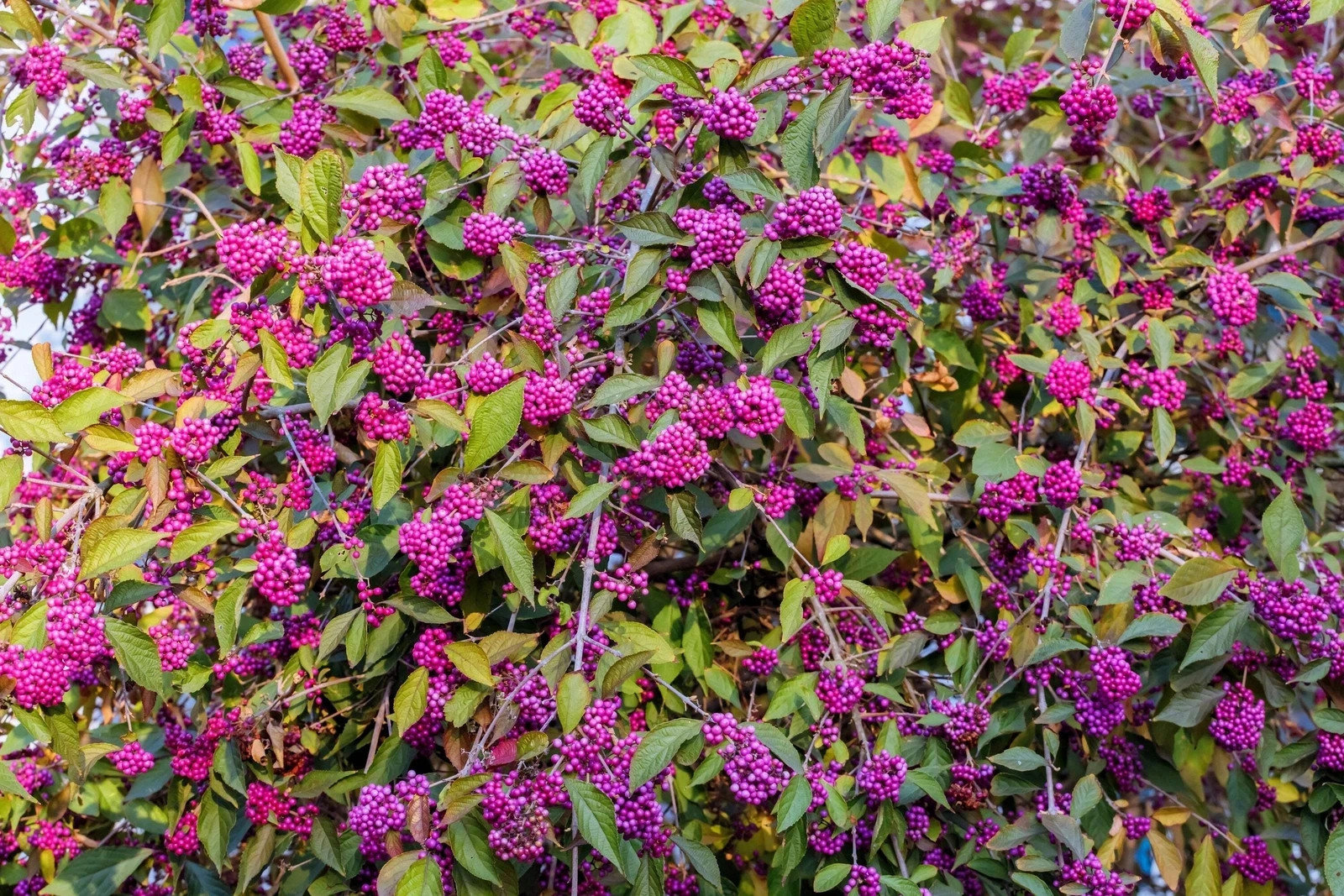 50+ Seeds American PURPLE BEAUTYBERRY Shrub Flower Callicarpa Americana
