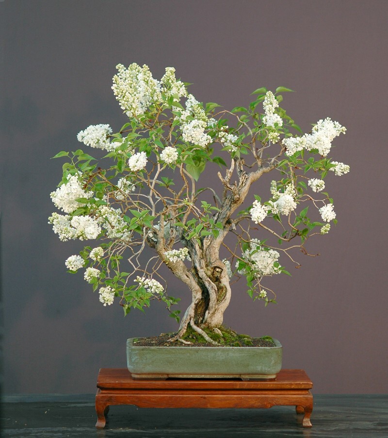 French Lilac, Syringa vulgaris, Shrub Seeds (Fast, Showy, Fragrant, Hardy)