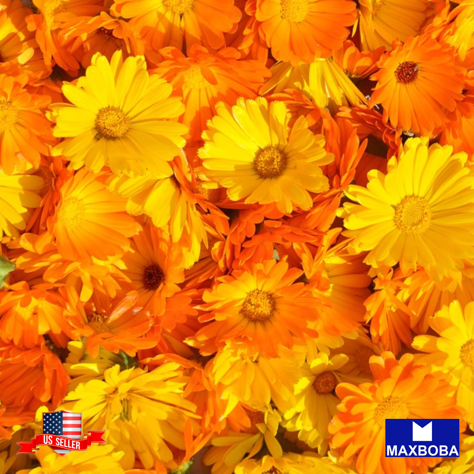 Premium Fresh 3000 Seeds Calendula Pacific Beauty Mixture Non-GMO