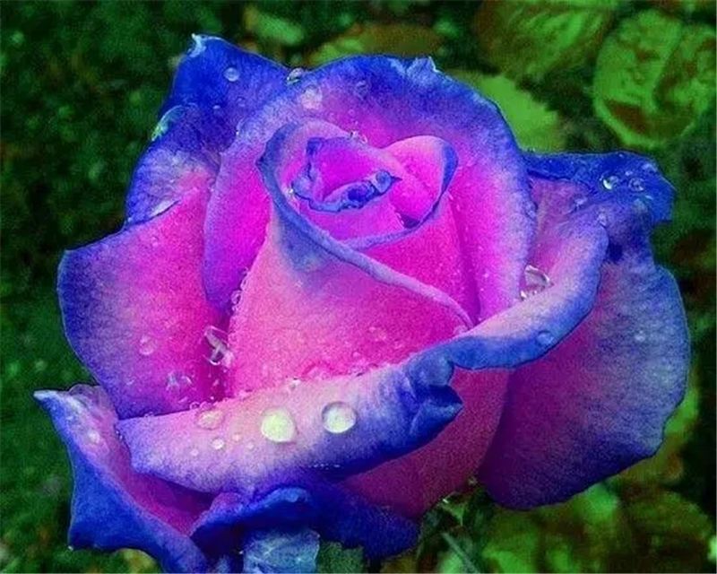 25pc ROSE SEEDS Garden Plant Flower Nursery rare exotic USA seller FREE shipping
