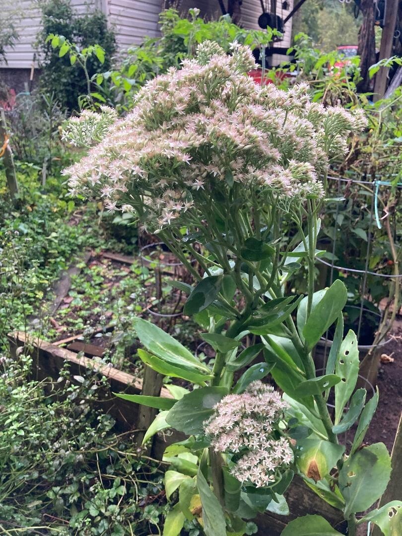 White Crystal Pink Sedum Stone Crop Perennial Flowers 100 + SEEDS USA Grown