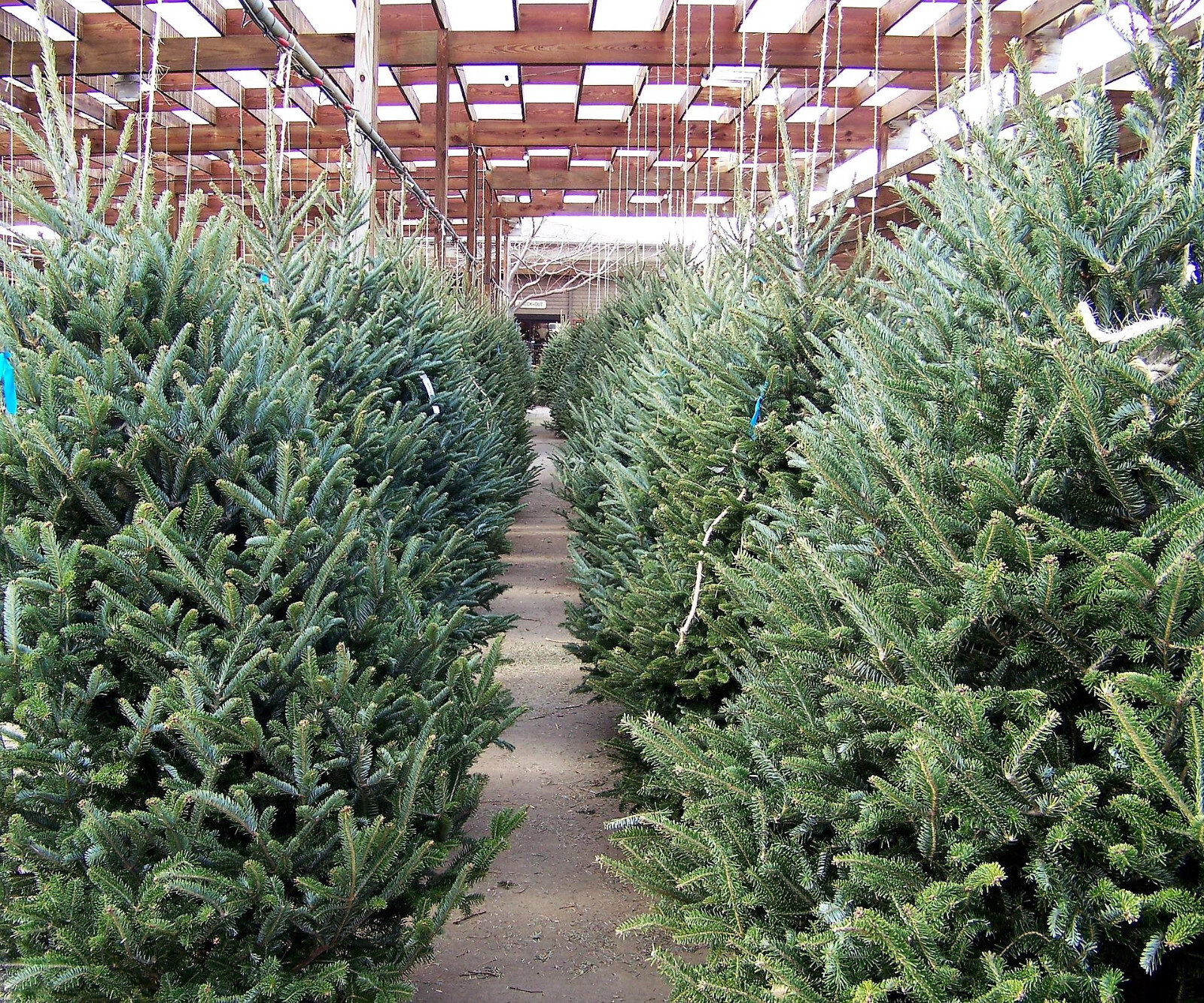 30 BALSAM FIR Tree Abies Balsamea Christmas Tree Silver Pine Canadian Fir Seeds