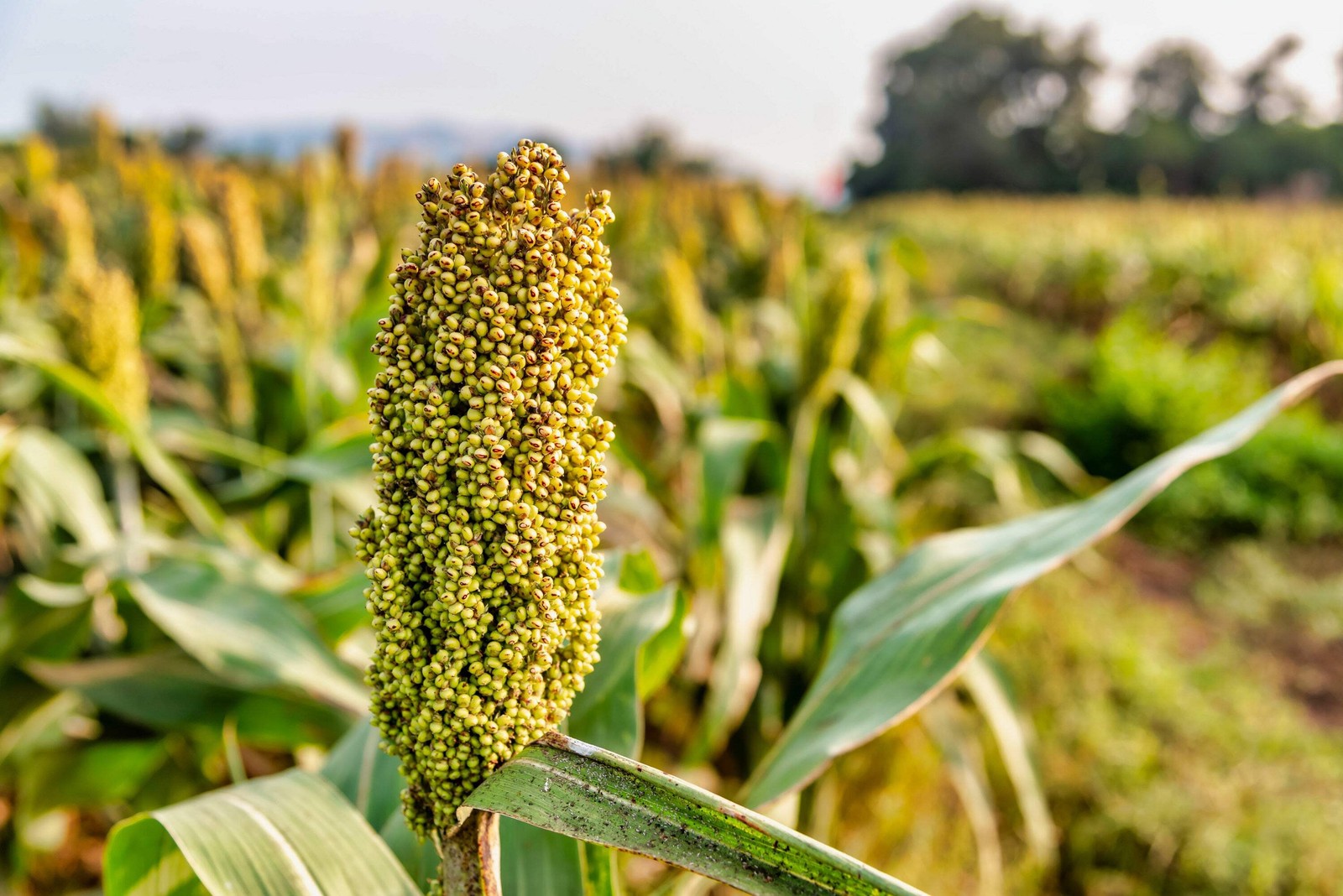50 TOP 76-6 SORGHUM Bicolor Syrup Flour Grain Vegetable Seeds