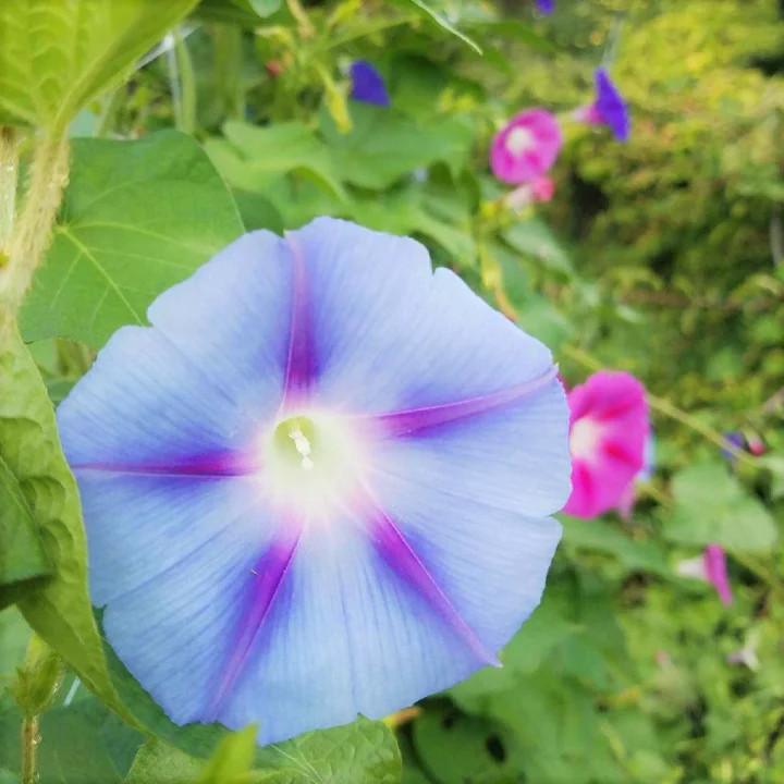 Morning Glory Tall Mix Seeds | Ipomoea Purpurea Multi Color Flower Seed 2025