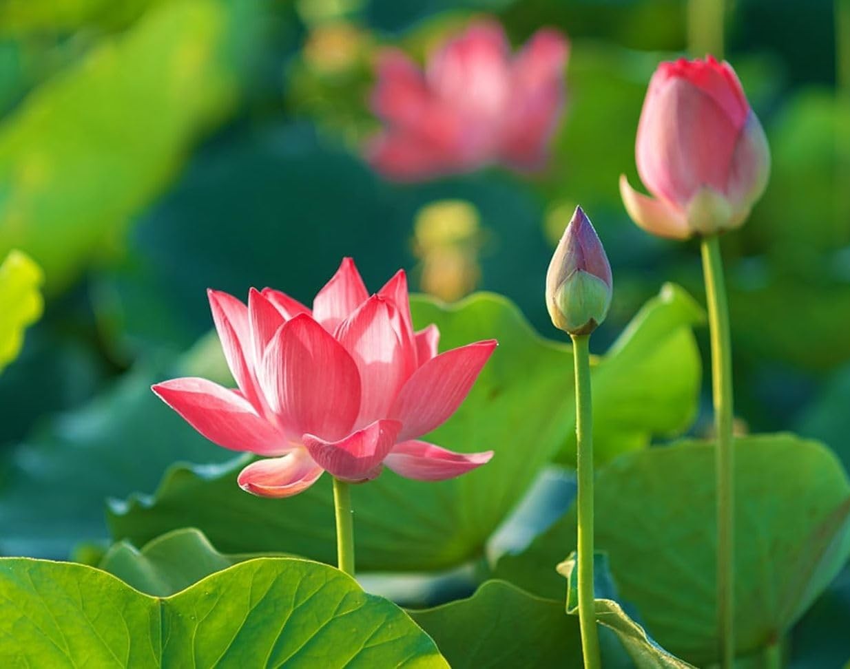 35 pcs Mini Lotus Seeds Variety Pack – Bonsai Lotus, Water Lily Garden Seeds …