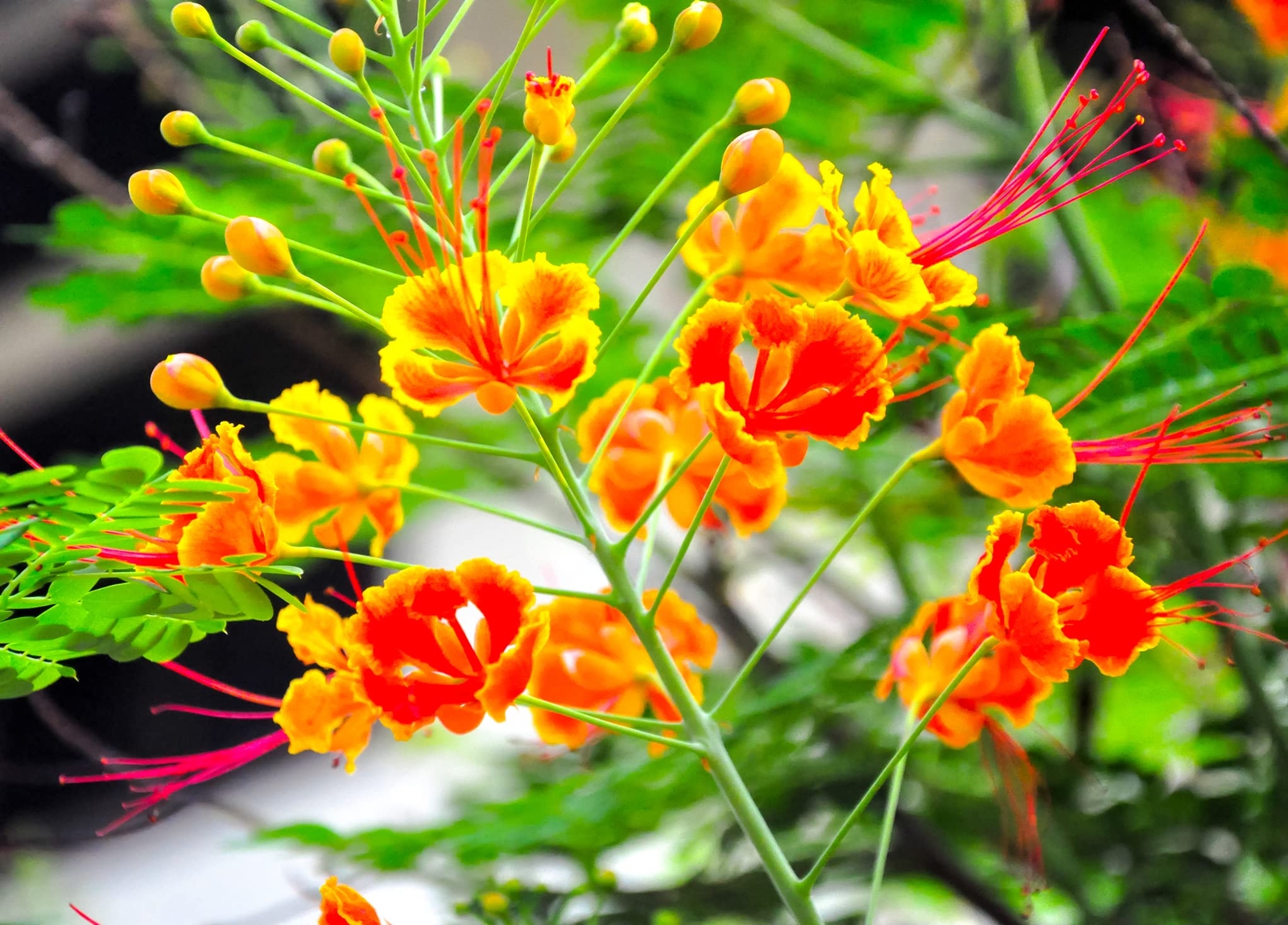 Peacock Flower Seeds for Planting – 10 Seeds – Caesalpinia pulcherrima – Red Bir