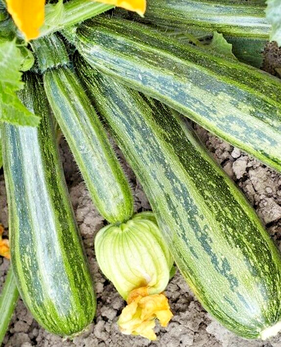 20 Premium Italian Cocozelle Zucchini | NON-GMO | Summer Squash Seeds-B 37