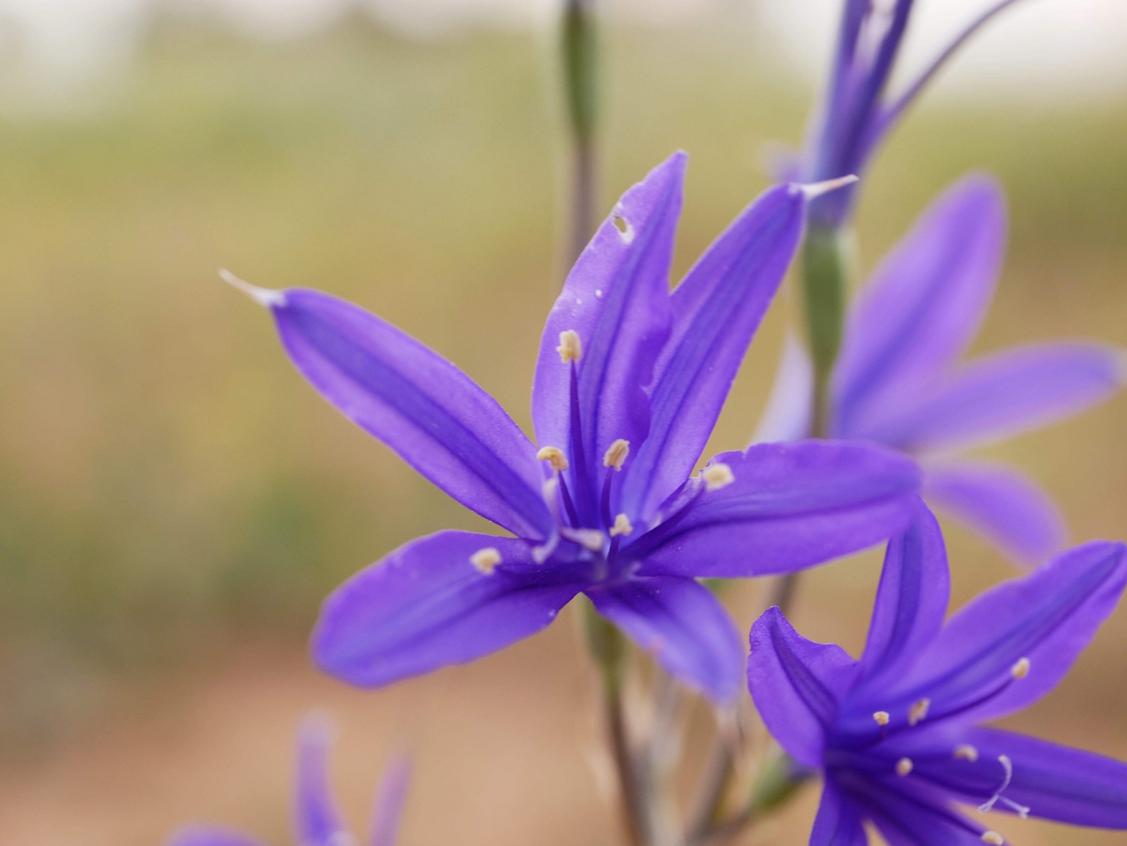 10 BLUE SIBERIAN LILY Mountain Ixia Altai Ixiolirion Tataricum Flower Seeds