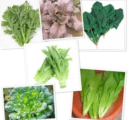 8-gram 3000+ Asian Autumn Greens Seeds mix: Gai Choi, Tong Ho, AA Choi, Spinach