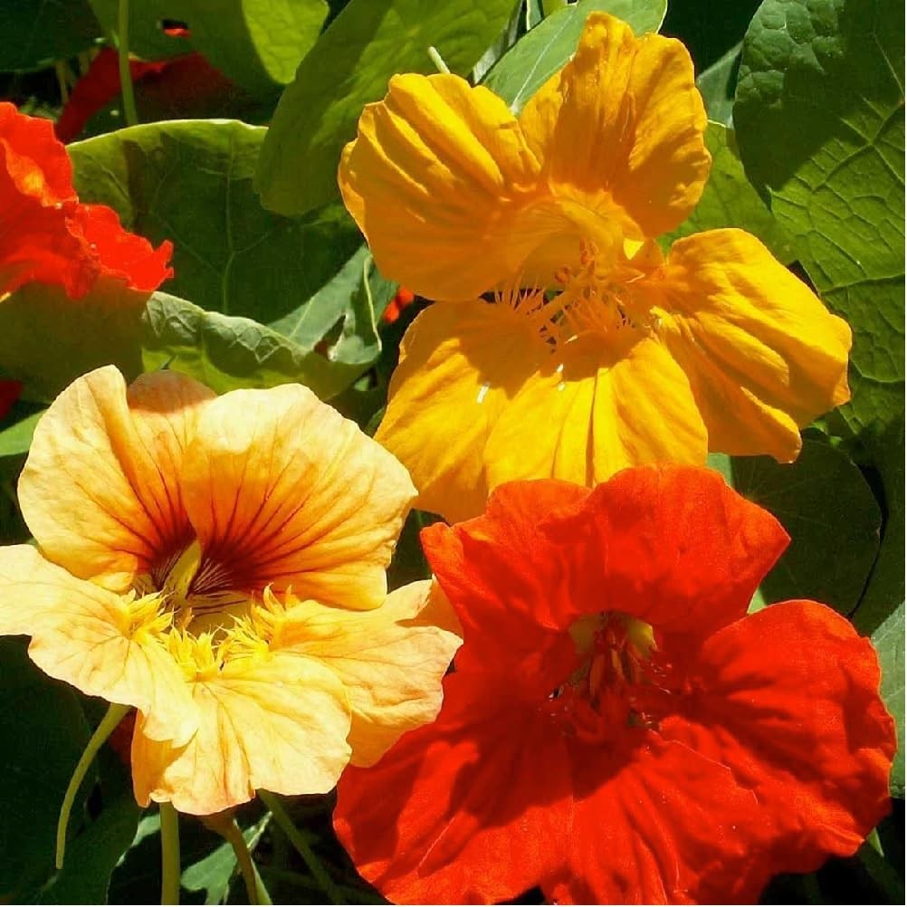 Tall Nasturtium 100 Seeds PER Pack, Beautiful Bright Vivid Colorful Blooms