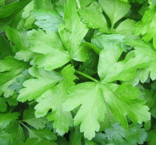 1000+ Italian Parsley Dark Green Flat Leaf Seeds |Organic NON-GMO | 2024 Season