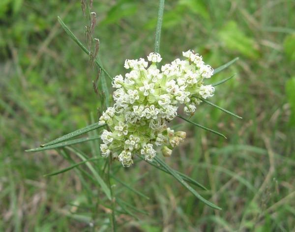 Asclepias verticillata | Whorled Milkweed | Horsetail Milkweed | 50 seeds