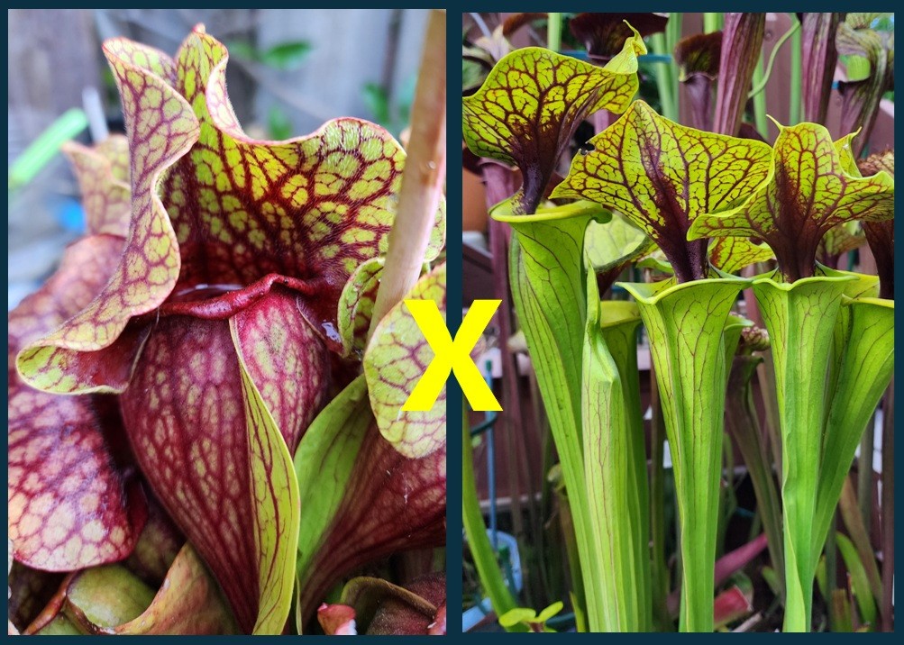 2025 SARRACENIA SEEDS: FAT ORNATE PURPUREA X FLAVA ACID VIPER [CP SEED}