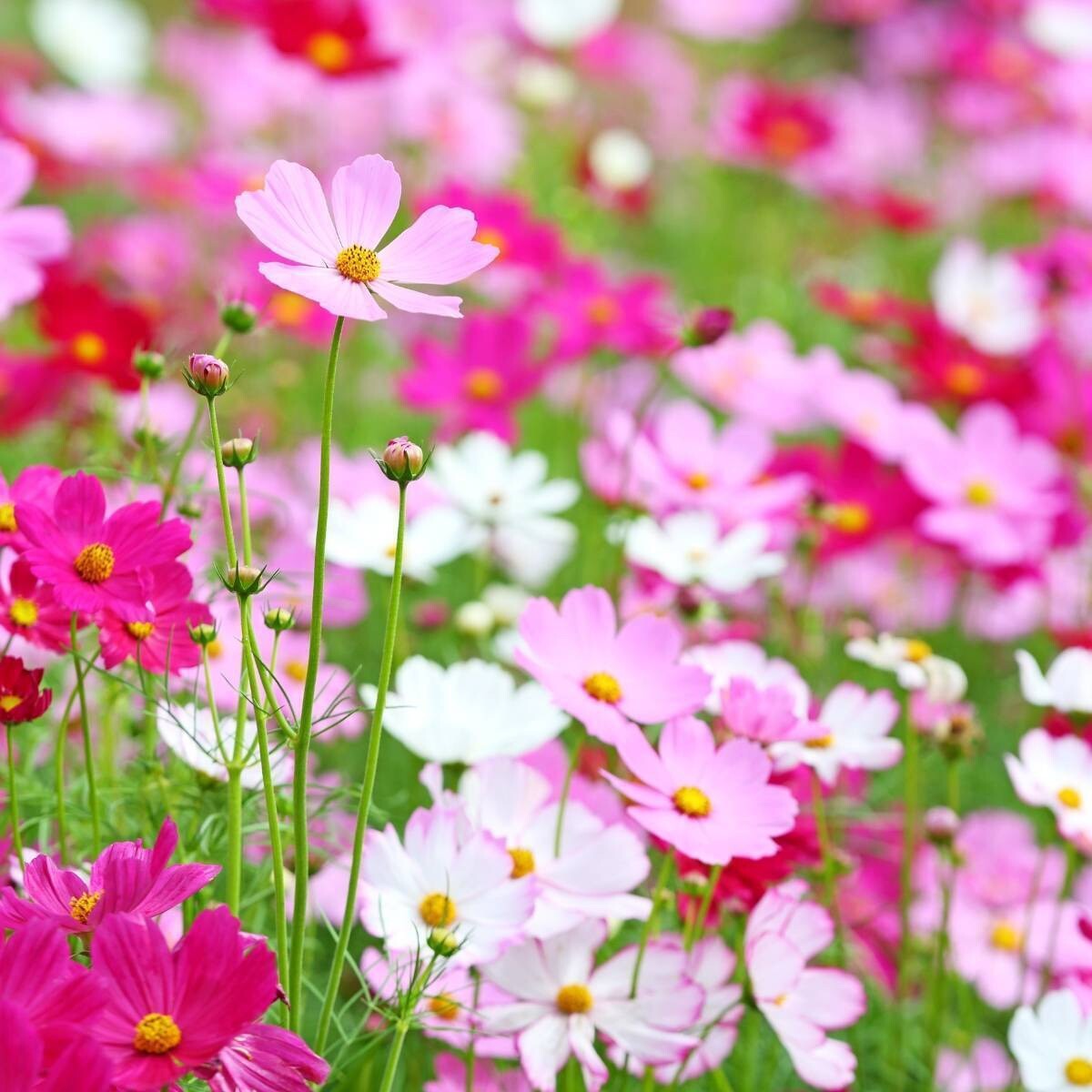 100 Cosmos Dwarf Seeds / Sensation Mix / Red Pink White / Spring / Non-GMO