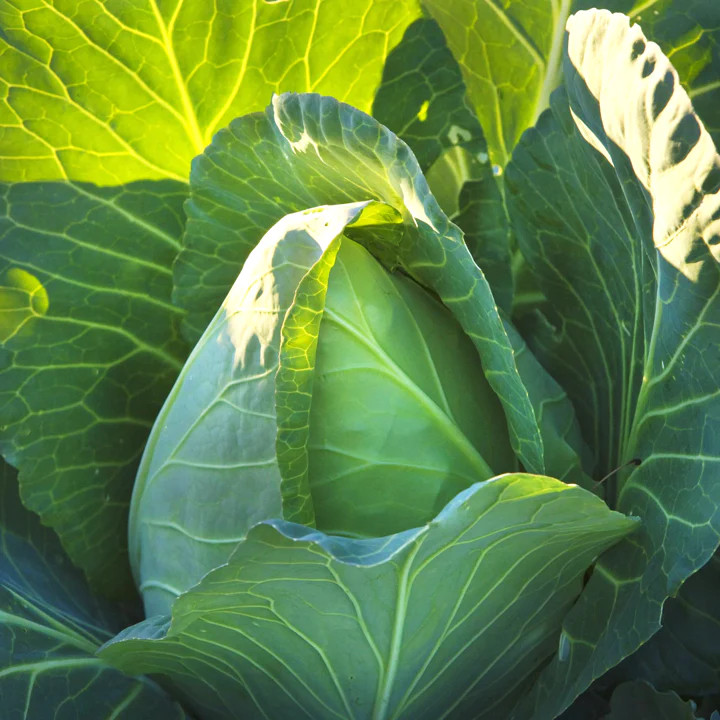 Early Jersey Wakefield Cabbage Seeds – 1000+ Count – For 2026 Planting Pointed