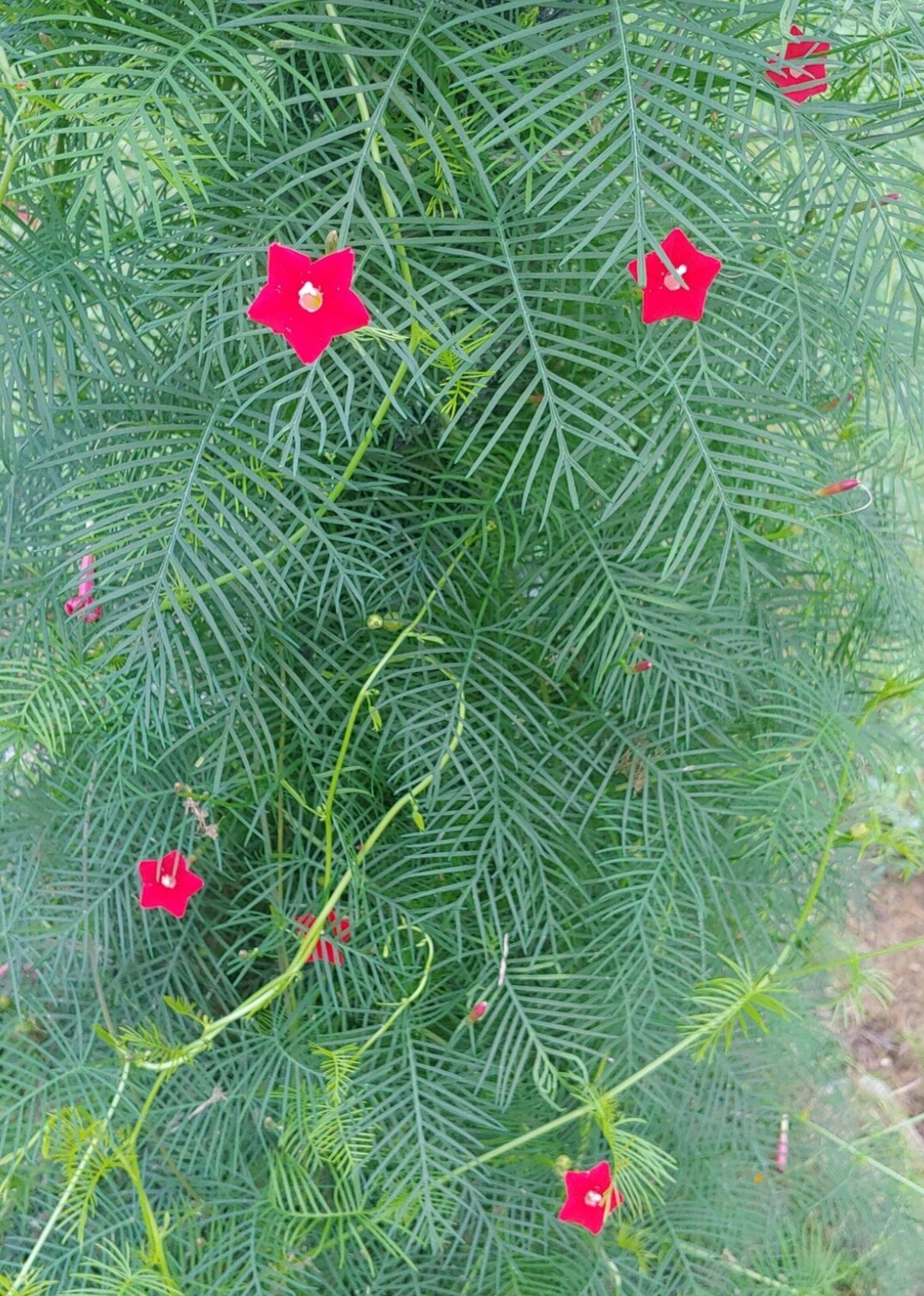 20 RED CYPRESS IVY VINE SEEDS