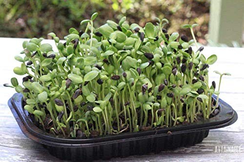 Nature Jims Organic Sunflower Seeds for Sprouting – Non-GMO, Premium Sunflowe…