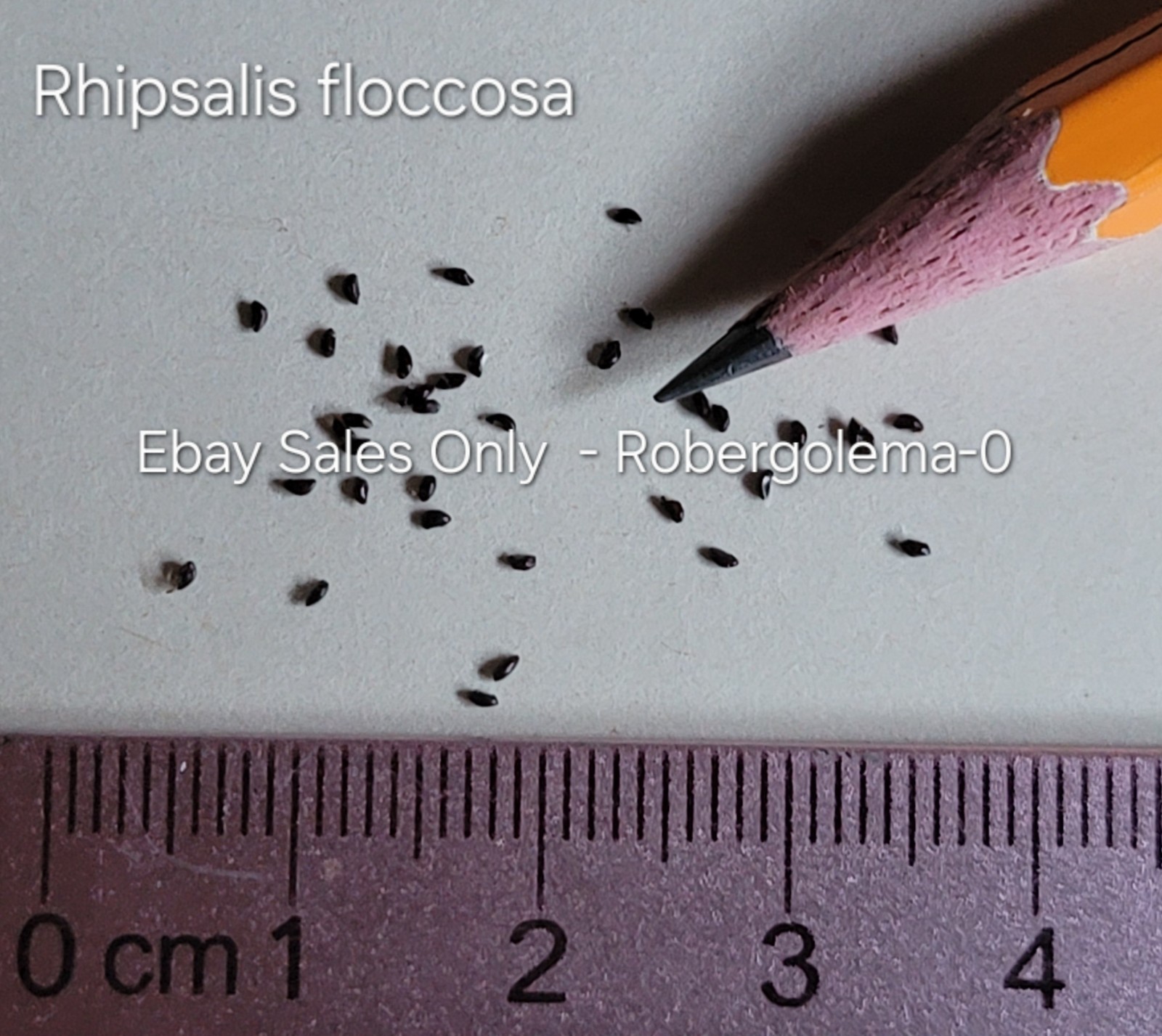 Rhipsalis floccosa Seeds – Rare Mistletoe Cactus – Edible Fruit