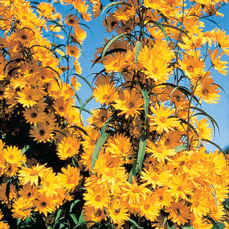 130 Seeds Maximillan Golden Bright Yellow Perennial Flowers- SHIPS FREE