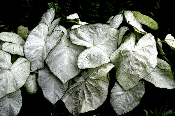 Florida Moonlight 2 Bulbs caladium from Florida Plantation