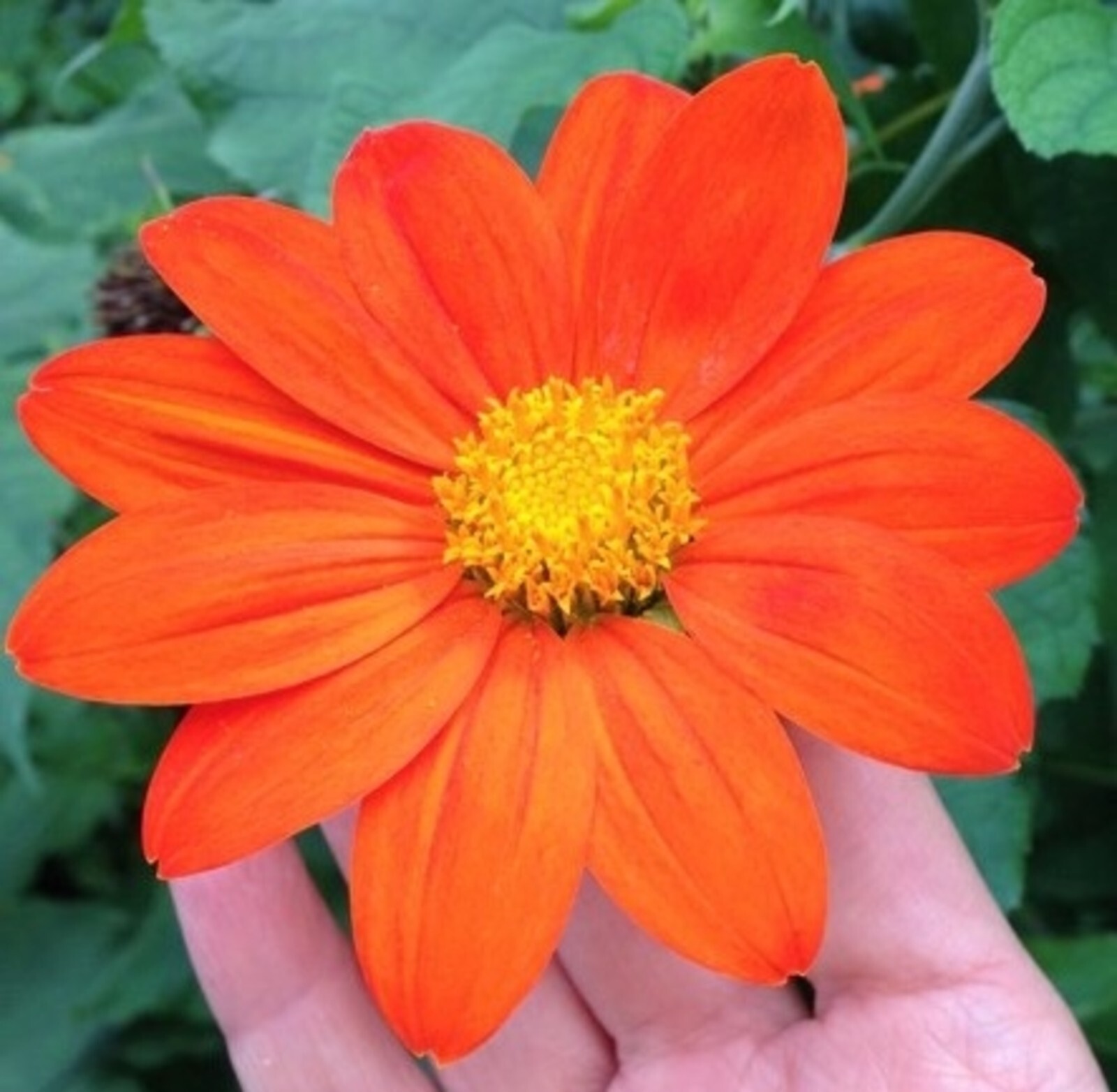 Tithonia Rotundifolia 50 Seeds, Mexican Sunflower Herb Daisy Shrub