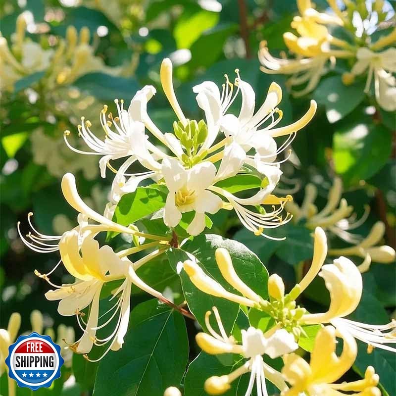 210+ Mix Honeysuckle Seeds for Planting in Home Garden- Non-GMO Honeysuckle P…
