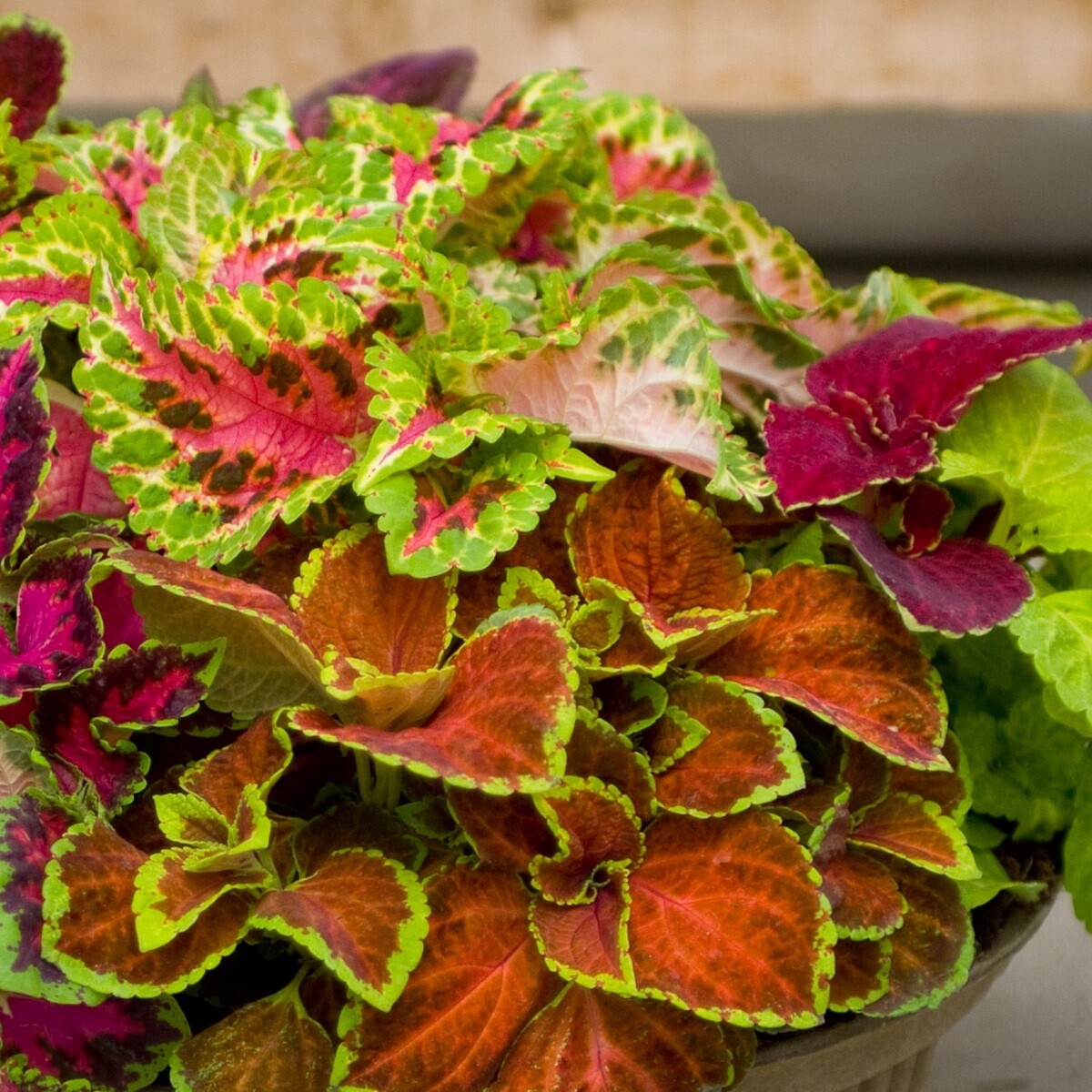 Coleus Seeds 50 Pelleted Seeds Fairway Mix Flower Seeds