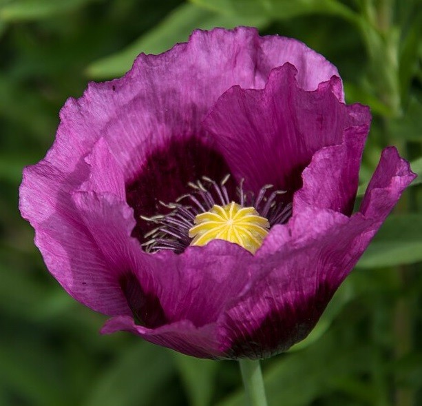 Imported Hungarian Poppy Garden Pack Over 10,000 Seeds 80+ Square Feet Coverage