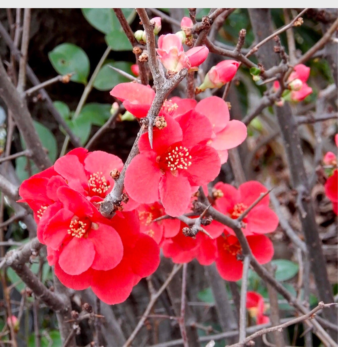 Chaenomeles Speciosa “Spitfire” (Red Flowering Quince) Plant