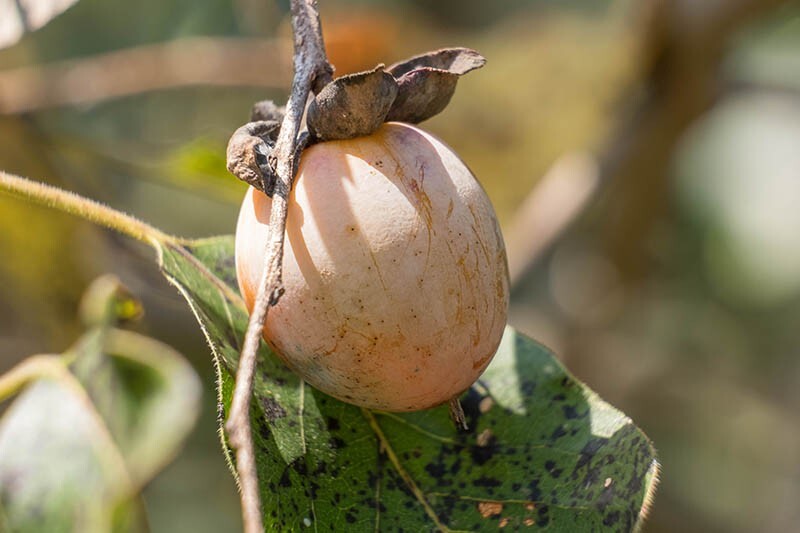 American/Common Persimmon | 20 Wild Harvested Seeds | Diospyros Virginiana |