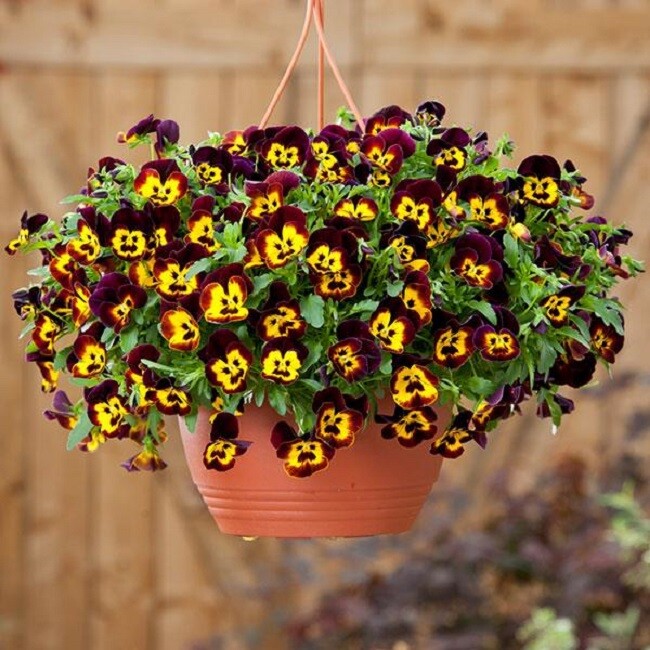15 Pansy Seeds Cool Wave Fire Trailing Pansy (HANGING PANSY)