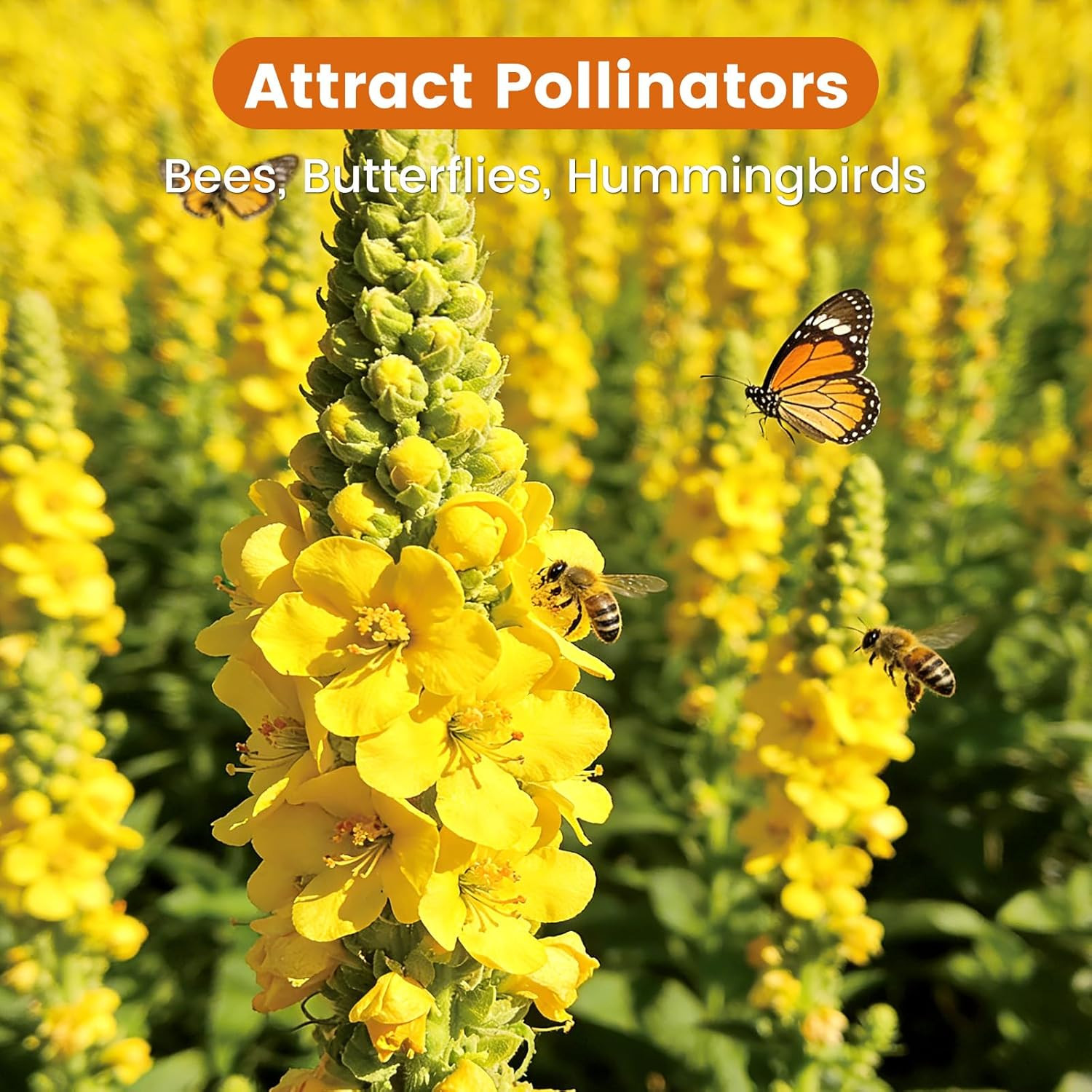 10,000+ Mullein Seeds for Planting(Verbascum Thapsus), Organic Heirloom Flower S