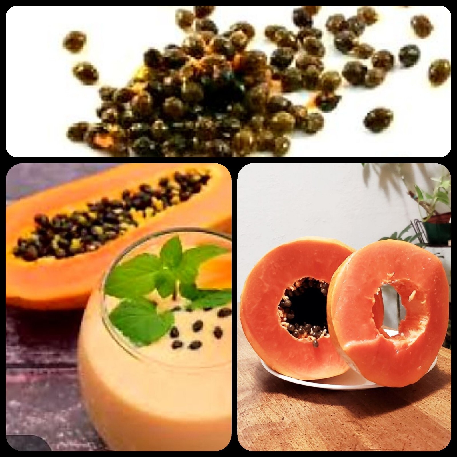 100 PAPAYA seeds Free Turmeric Powder, Christmas Gift, Organic, Free Shipping