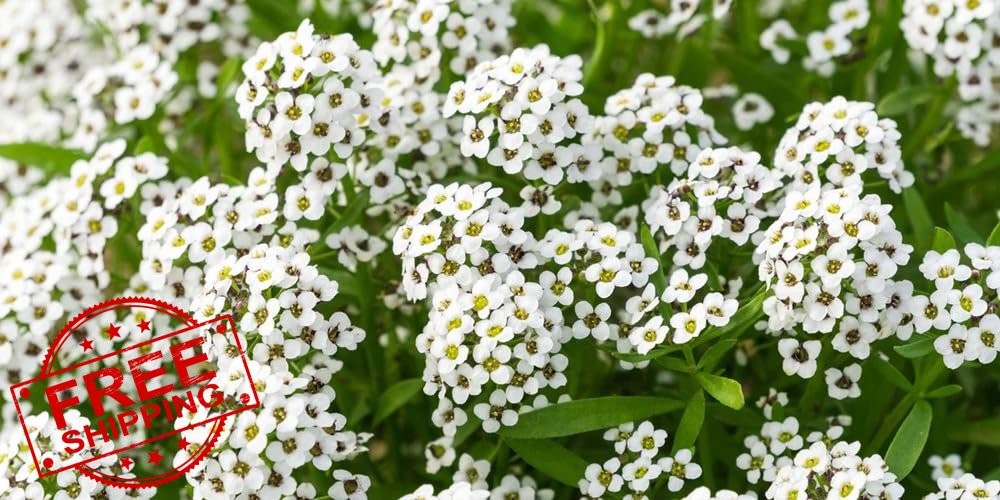 Sweet Alyssum Carpet of Snow Seeds 50,000 Bulk Pack Seeds2Go
