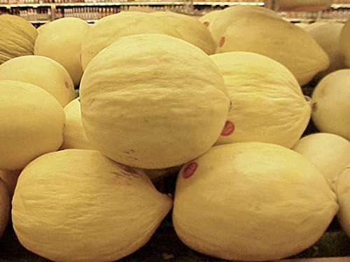 Cantaloupe Melon Crenshaw Seeds Great Heirloom Vegetable 1 OZ Seeds