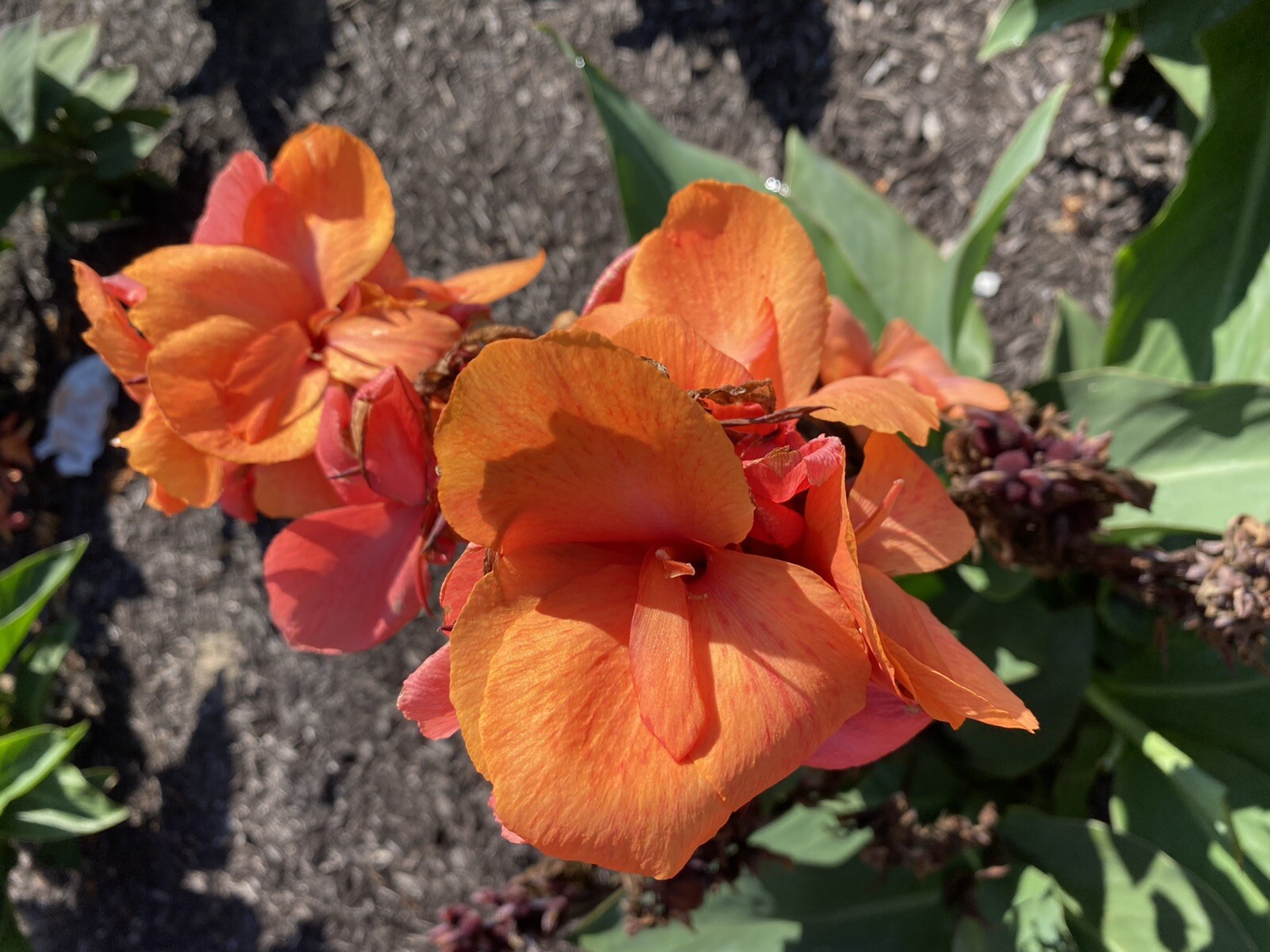 Canna Bulbs Tangelo Dwarf Plants 2′-3′ tall Lot Of(3) Hybrid 2022 Organic Best