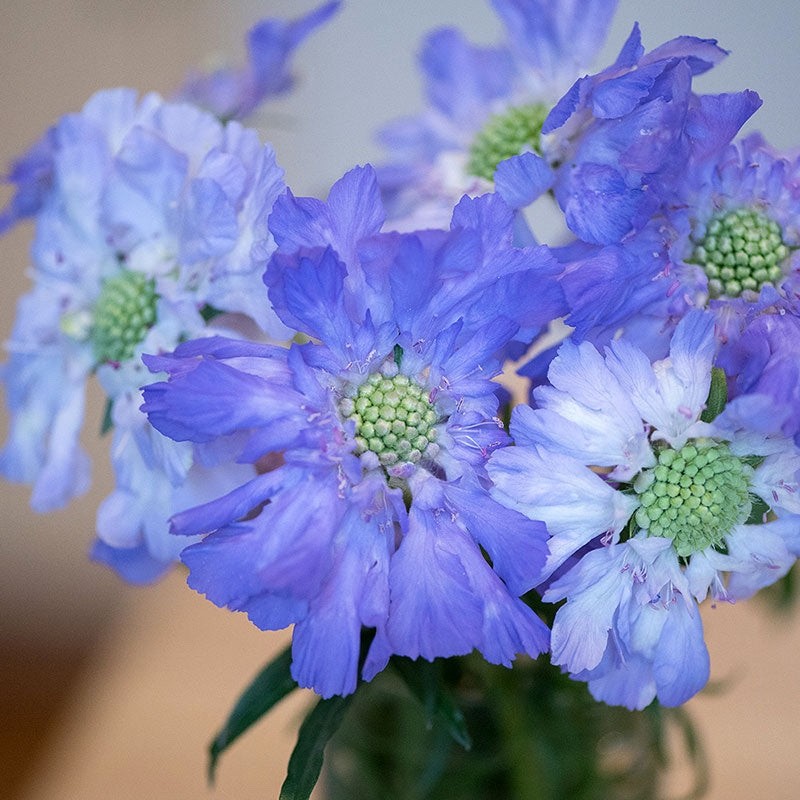 Scabiosa Fama Blue and White 30 seeds for cutting
