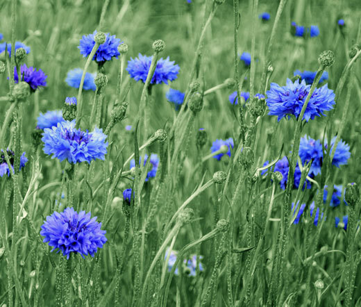 CORNFLOWER BLUE DWARF Centaurea Cyanus – 3,000 Bulk Seeds