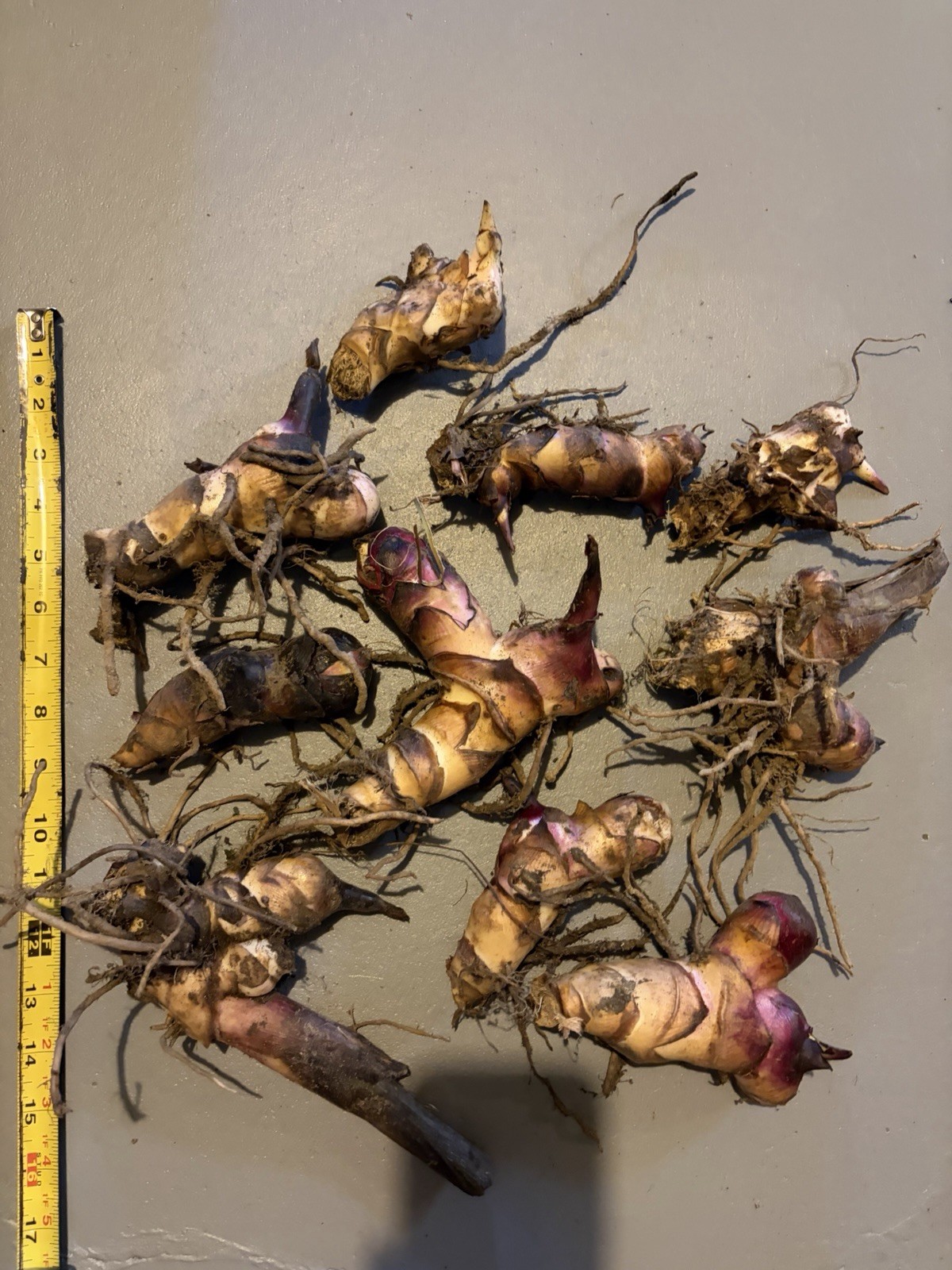 10 Canna Lily bulbs Rhizomes 5-7 feet large green leaves-Deer resistant