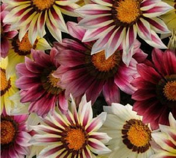 50 Gazania Seeds New Day Strawberry Shortcake Mix Seeds Flower Seeds